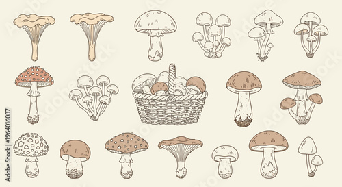 Collection of various wild mushrooms in a basket and loose.