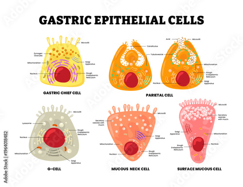 Different types of gastric epithelial cells structure anatomy diagram. Gastric chief, parietal g cell, mucous neck and surface mucous. Stomach cell. Intestinal organ microbiology vector illustration.