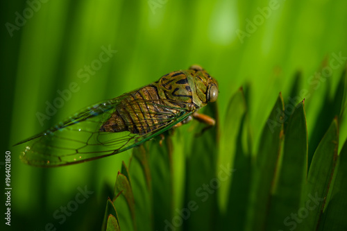 A cicada sits on a tree at summer, Macro close-up.
