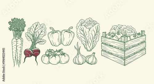 Fresh assortment of farm vegetables including carrots radishes tomatoes bell peppers lettuce garlic and a wooden crate full of produce.