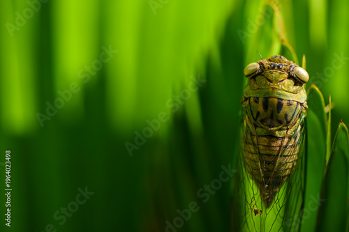A cicada sits on a tree at summer, Macro close-up.