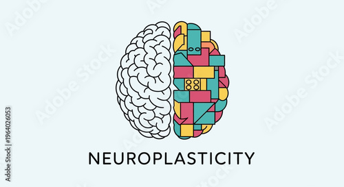 Brain Neuroplasticity Concept Illustration.