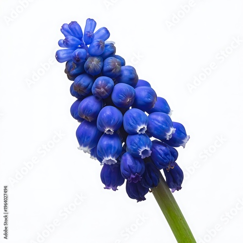 Up-close vibrant indigo grape hyacinth blooms, tiny delicate flowers clustered on a white backdrop, with a bright green stem