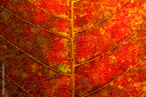 Macro Texture of Autumn Leaf with Detailed Veins and Vibrant Colors,A high-detail macro shot of a decaying autumn leaf, showcasing a complex network of veins and a rich palette of red, orange,