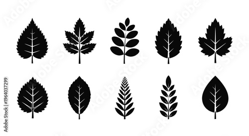 Vector illustration of set of black silhouettes of different tree leaves