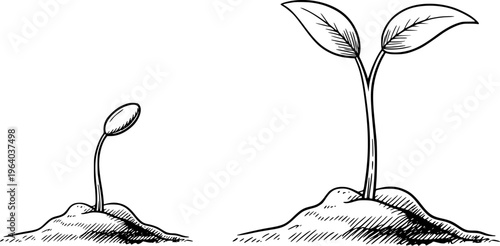 Hand drawn seedling growth stages showing sprout emerging from soil and young plant with leaves
