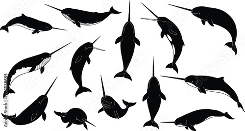 Black and white narwhal whale silhouette collection set, majestic arctic sea mammals with long tusks isolated on white background illustrations.