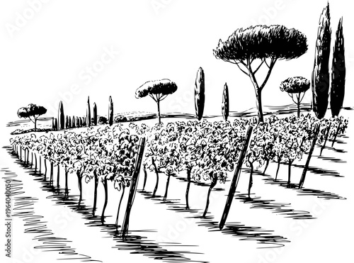 Black and white of a Tuscan vineyard with cypress trees and rolling hills tuscany