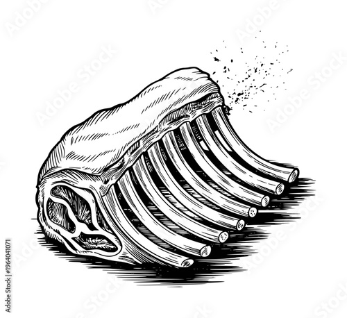 Hand Drawn of a Raw Rack of Lamb with Bone Marrow Detail White Background meat food