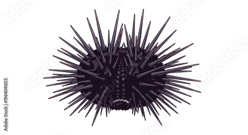 Close up of black sea urchin.