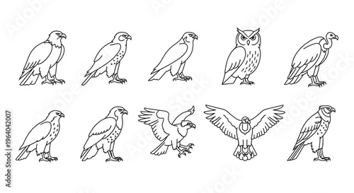 Collection of various bird species illustrations.