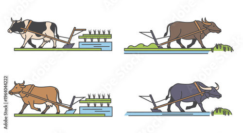 Cows pulling plows in different colors.