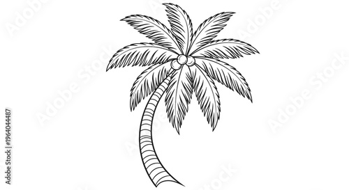 Detailed drawing of a palm tree.