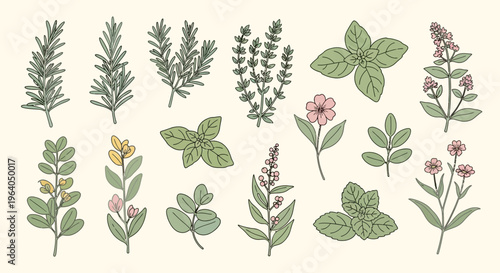 Herbal Garden Collection: Botanical Illustrations of Fresh Herbs and Flowers