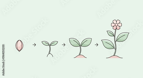 Plant Growth Stages Seedling Development.