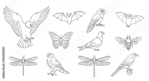 Insects and birds illustrations set.