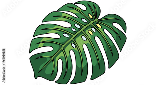 Large green tropical monstera leaf closeup.
