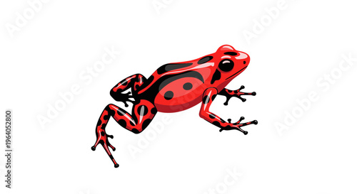 Red and black poisonous dart frog.