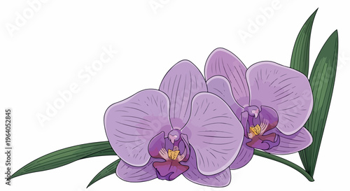 Two purple orchid flowers with green leaves vector illustration