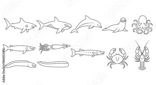 Seafood and ocean creatures illustrations.