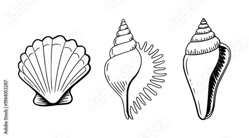 Hand drawn black and white seashell outlines a white background ocean beach