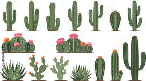 Collection of cactus and succulent plants with flowers desert botanical elements green spiky plants vector illustration set