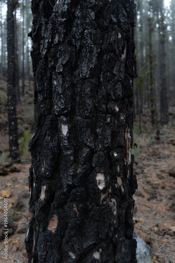 Fototapeta premium black pine in corona forestal park in tenerife