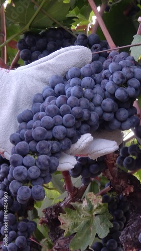 Farm worker harvesting ripe grape clusters from the vine. Vertical design in 9:16 ratio. Smartphone and social media ready.
