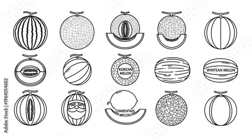 Variety of melons and fruits illustrations.
