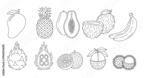 Variety of Tropical Fruit Illustrations.