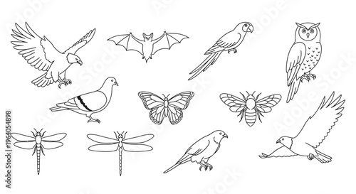 Various flying animals and insects.