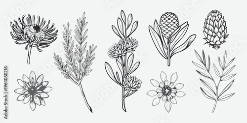 Detailed botanical illustration of protea and other flowering plants