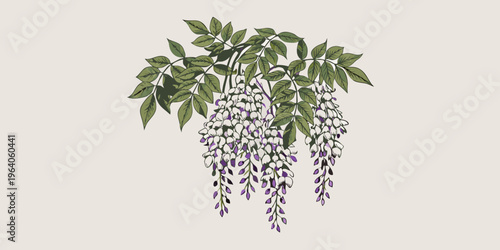 Delicate botanical illustration of cascading wisteria flowers and lush green leaves