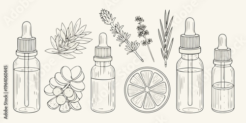 Botanical illustration of essential oils herbs and citrus fruit slices