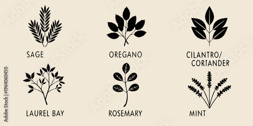 Black and white illustrations of six culinary herb branches with labels