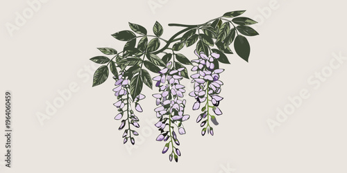 Foto Delicate wisteria branches with purple flowers cascade downwards in illustration