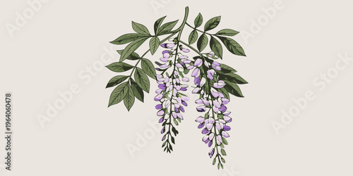 Watercolor illustration of cascading wisteria blossoms and lush green foliage