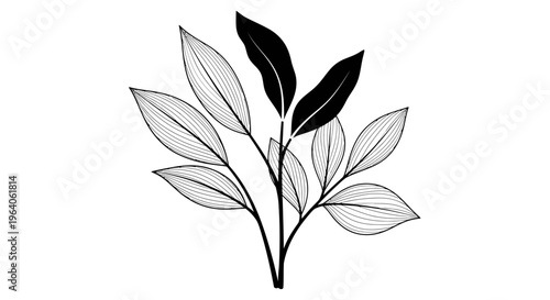 Black and white leafy plant branch.