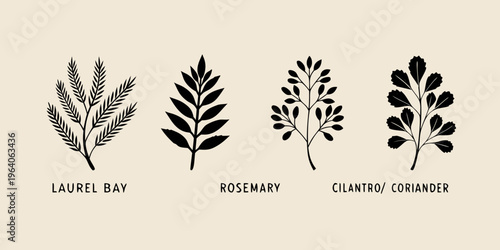 Botanical illustration of herbs with labeled names a striking silhouette