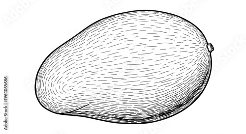 Mango illustration, black and white sketch, isolated on white background