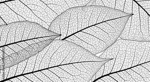 Macro Skeleton Leaves Texture Background, Transparent Veins, Close-up Botanical Pattern