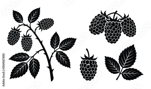 black silhouette of raspberry on branch, bush, single berry, and leaves set vector illustration