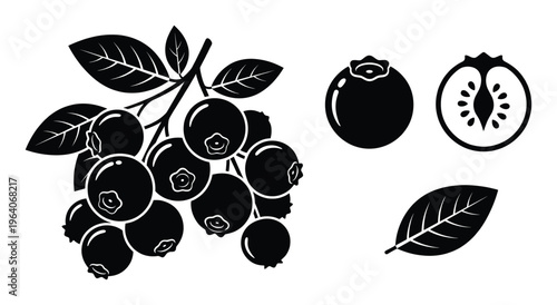 Blueberry fruit vector illustrations set includes branch with berries sliced half and single leaf