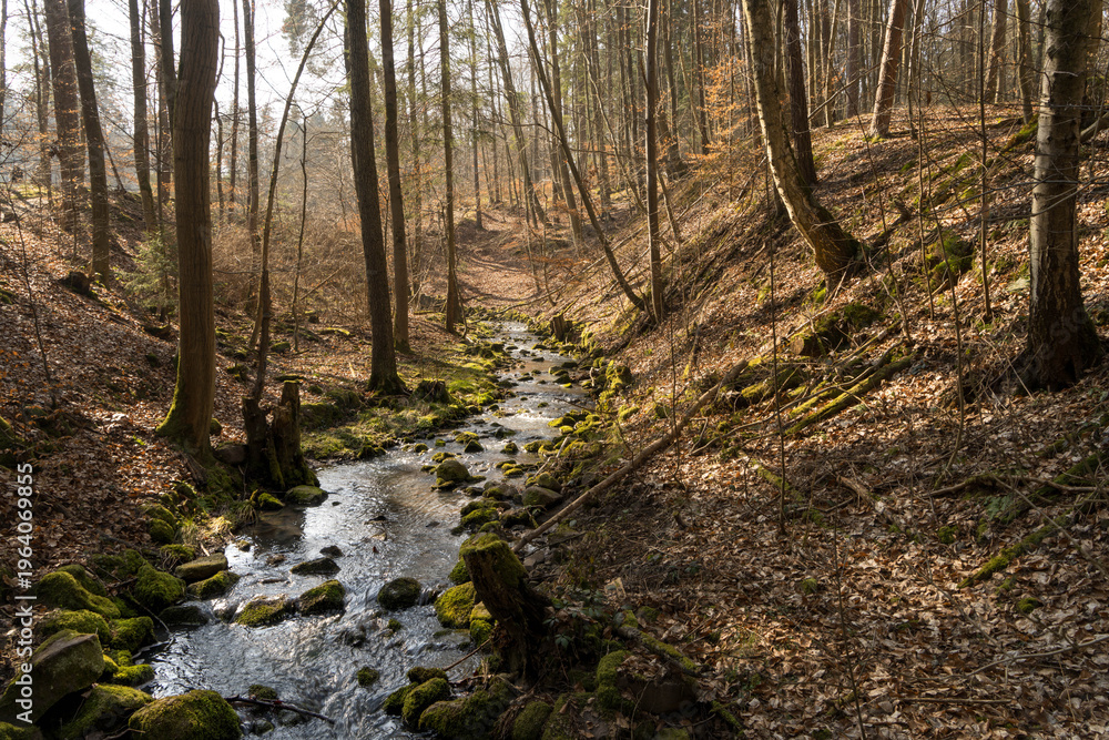 Fototapeta premium Gently flowing stream in moss covered forest near Rauischholzhausen in Ebsdorfergrund