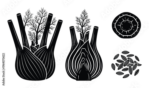 Fennel bulb illustration showing whole vegetable half cut cross section and scattered herbal seeds