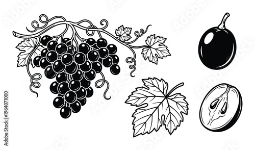 Grapes bunch single berry half sliced with leaves and tendrils for wine and healthy snack