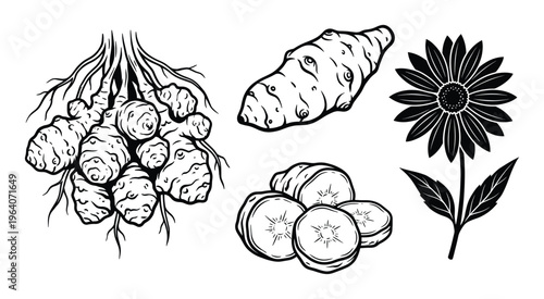Jerusalem artichoke tuber flower and leaves black white graphic vector illustration set transparent