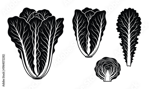 Napa cabbage chinese cabbage leaf black white graphic vector illustration set transparent background