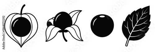 Physalis berry fruit lantern husk and leaf vector illustration isolated on transparent background