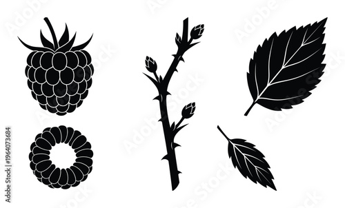 Raspberry vector set with fruit branch thorns and leaf silhouettes isolated on transparent background